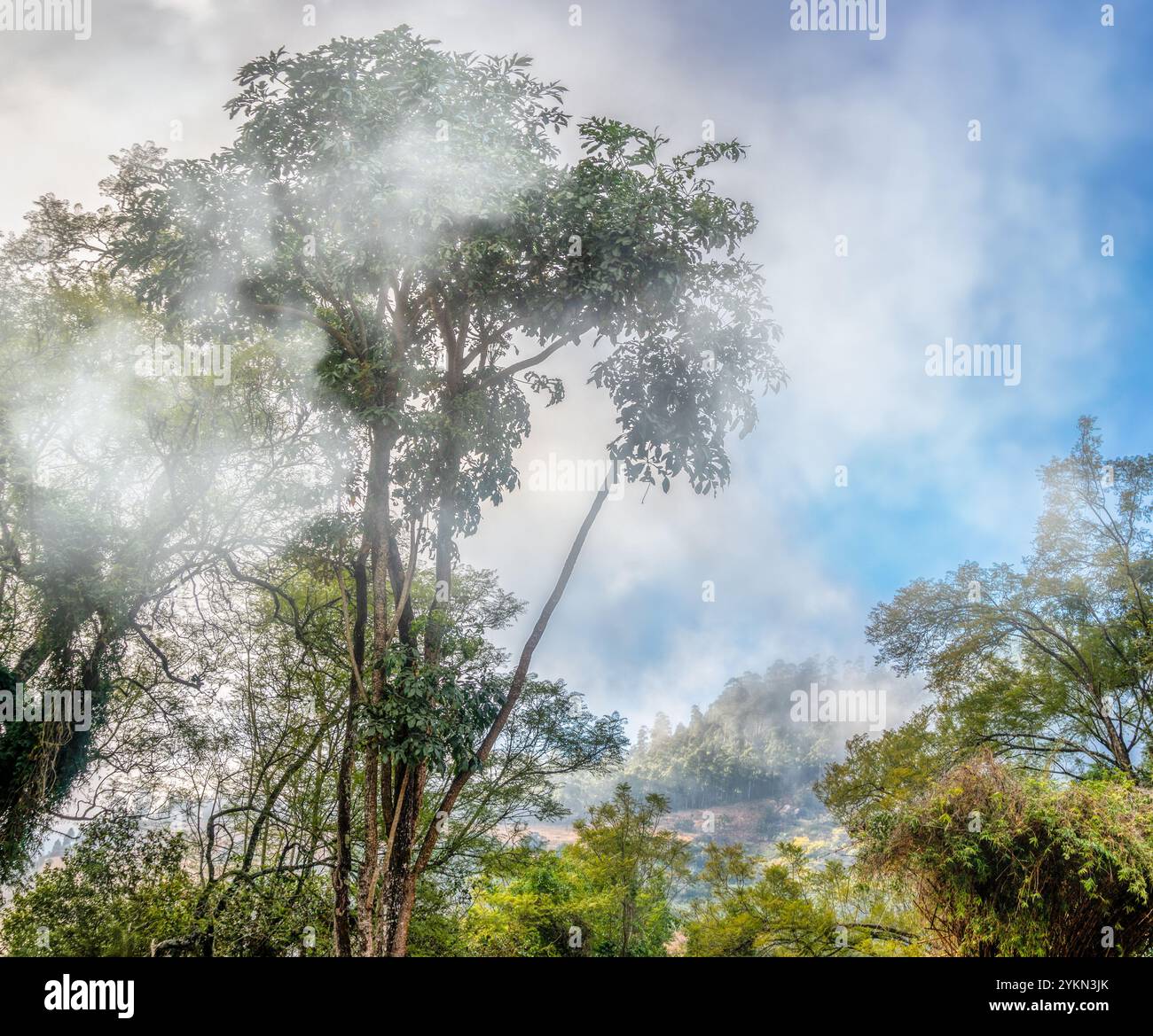 Nebelwälder, afrikanischer Dschungel zwischen den Wolken, südafrikanischer Busch in den Bergen Stockfoto