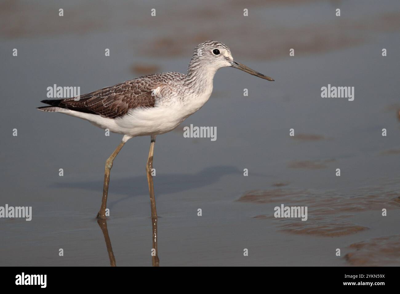 Gemeiner Greenshank (Tringa nebularia) Mai Po Nature Reserve, Hongkong, China Stockfoto