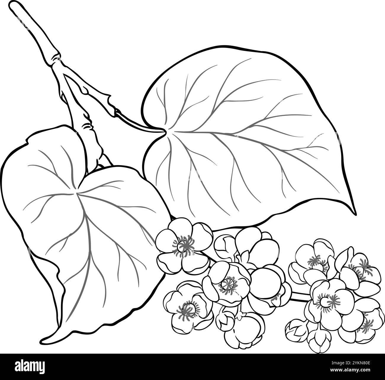 Kiwi Zweig mit Blumen Umrissillustration. Stock Vektor