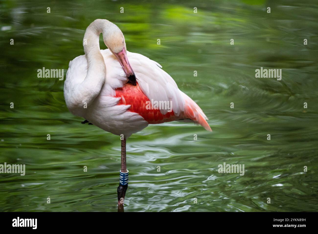 Ein anmutiger Flamingo mit langem Hals und rosafarbenem Schnabel in der Nähe von reflektierendem Wasser. Porträt eines Flamingos im Zoo. Gruppe von Flamingos, die durch Sch waten Stockfoto