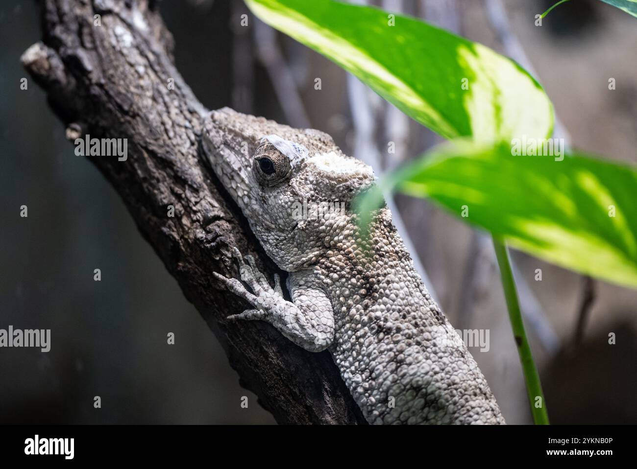 Gecko fügt sich in seine Umgebung ein, während er sich an einem Baumzweig in einem schattigen Zoo-Lebensraum festhält. Seine raue, graue Haut zeigt seine Tarnung und Überleben Stockfoto