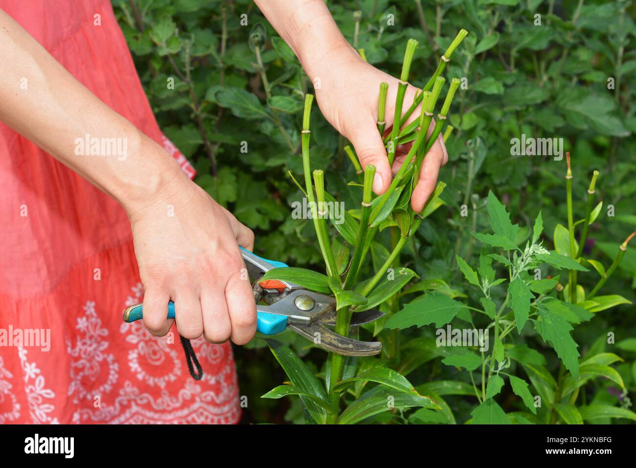 Seerosen. Gärtner, der eine Lilienlanze im Garten tötet. Stockfoto