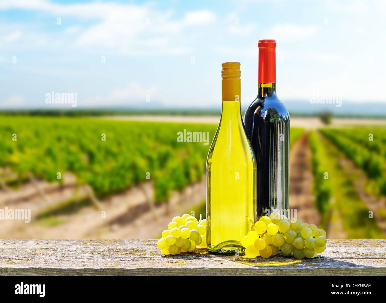 Flaschen Rot- und Weißwein vor einem sonnigen Weinberg. Der Weinberg erstreckt sich bis in die Ferne, mit Weinreben, die unter warmem Sonnenlicht leuchten. Stockfoto