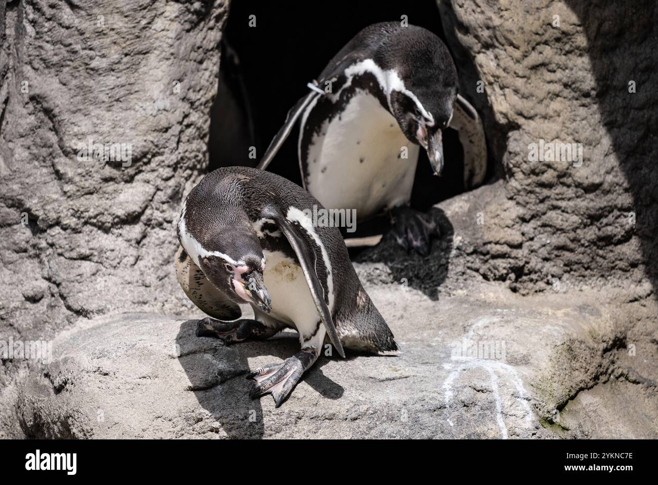 Lustiger kleiner Pinguin. Gruppe von Pinguinen, die zusammen auf felsigem Untergrund stehen. Pinguin im ZOO. Stockfoto