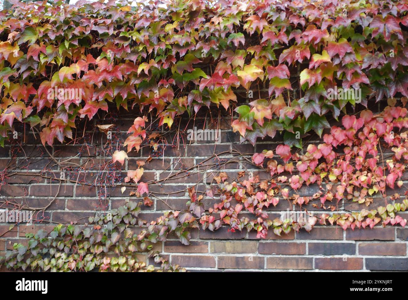 Blätter im Herbst an einer Wand Stockfoto
