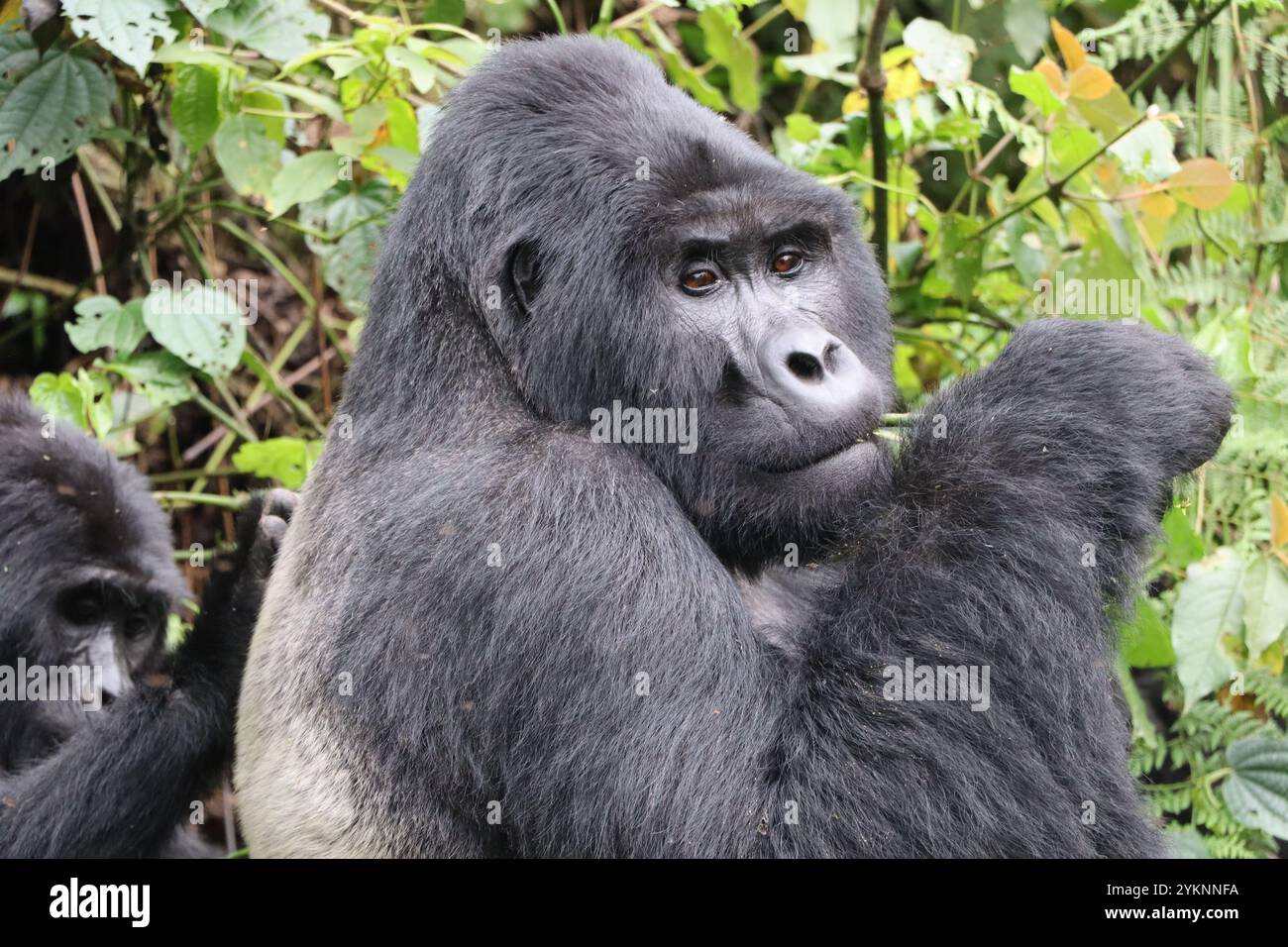 Silverback Gwigi der Kahungye Berggorillagruppe im Bwindi Inpenetrable Forest in Uganda, der Blätter isst Stockfoto