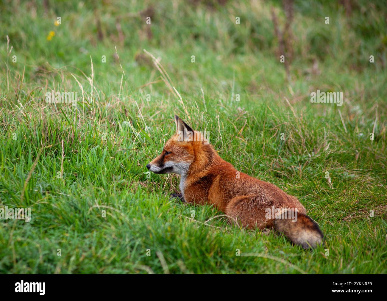 Rotfuchs liegt im Grünen Gras nahe den Cliffs of Moher in Irland. Hochwertige Fotos Stockfoto