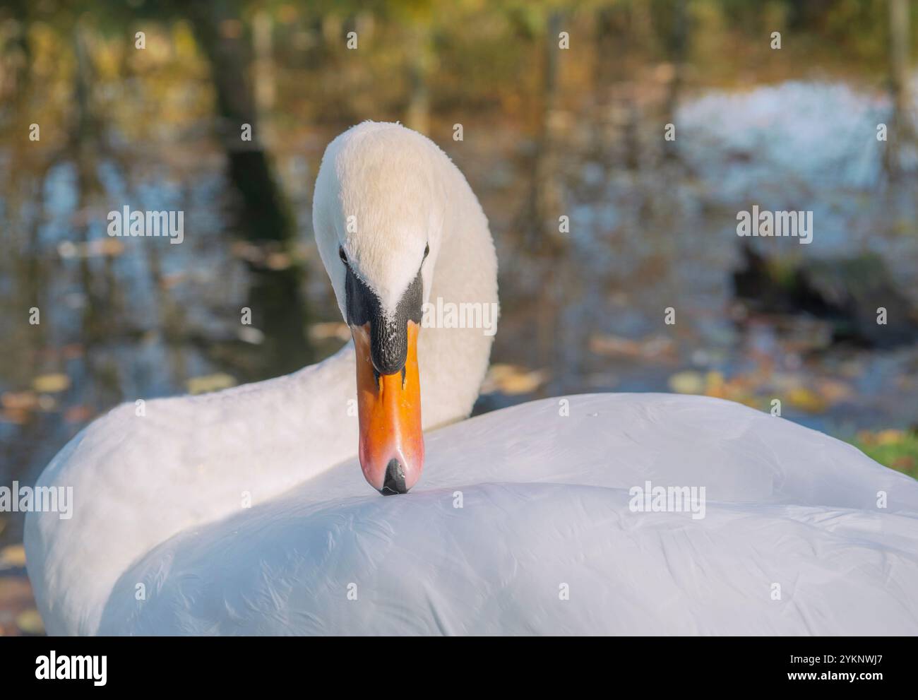 Cloclose-up eines schönen Schwans am Wasserrand in einem Park mit gebogenem Hals, einem schönen Schwan am Wasserrand in einem Park mit gebogenem Hals Stockfoto