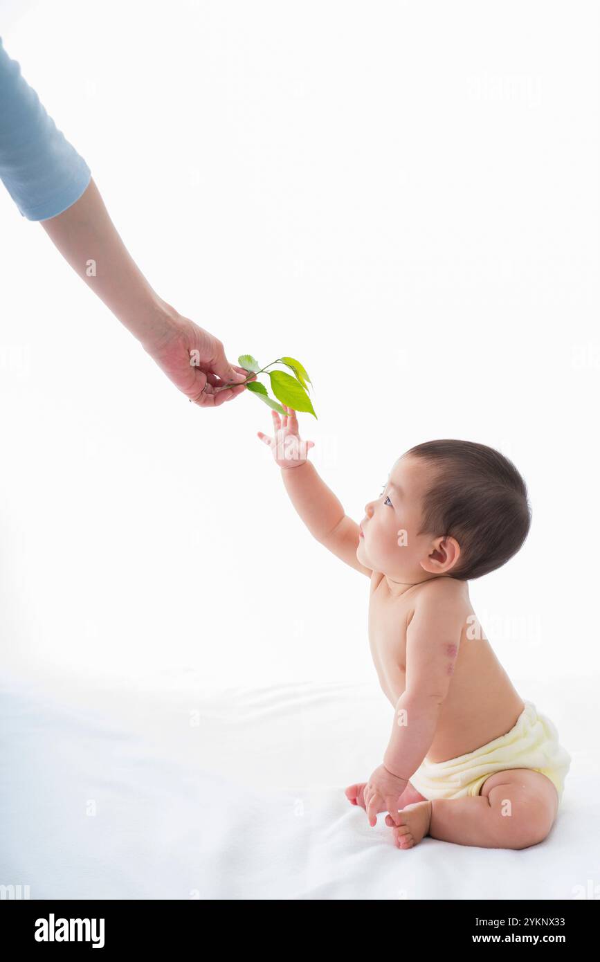 Das Baby versucht, die angebotenen Blätter zu berühren. Stockfoto