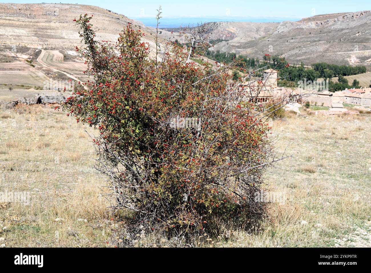Die Hunderose (Rosa canina) ist ein Laubstrauch, der in Europa, Nordwestafrika und Westasien beheimatet ist. Seine Früchte sind essbar (Sirop, Marmelade). Dies Stockfoto