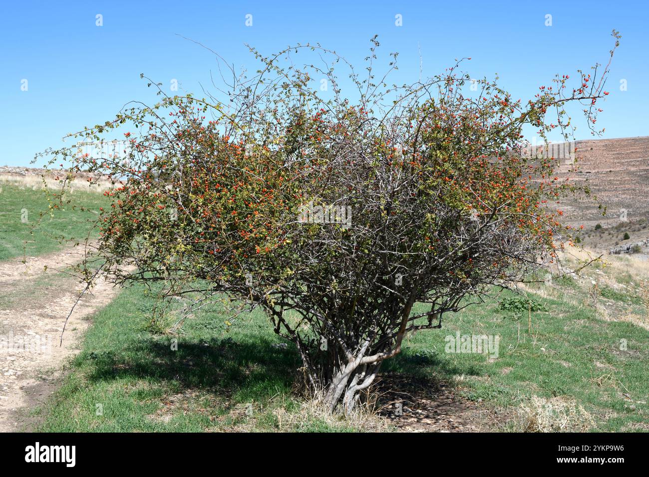 Die Hunderose (Rosa canina) ist ein Laubstrauch, der in Europa, Nordwestafrika und Westasien beheimatet ist. Seine Früchte sind essbar (Sirop, Marmelade). Dies Stockfoto