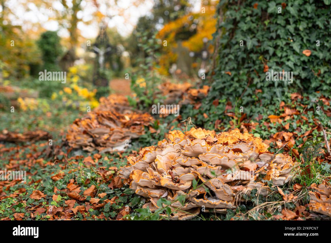 Pilze in der alten Friedhofsstadt Hasselt in Belgien Stockfoto