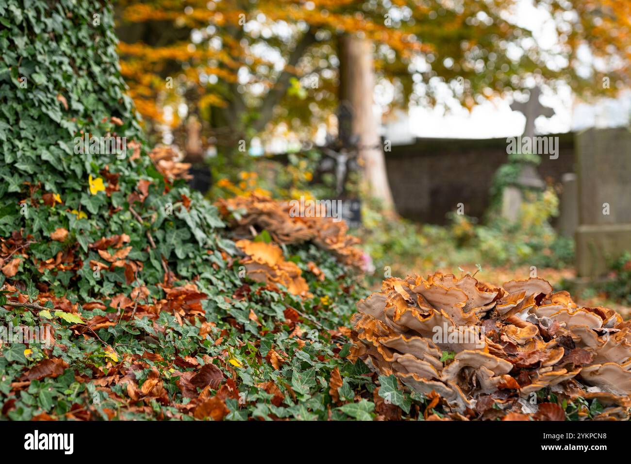 Pilze in der alten Friedhofsstadt Hasselt in Belgien Stockfoto