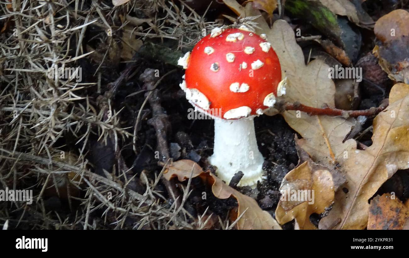 Rot-weißer Fliegenpilz alias Amanita muscaria Stockfoto