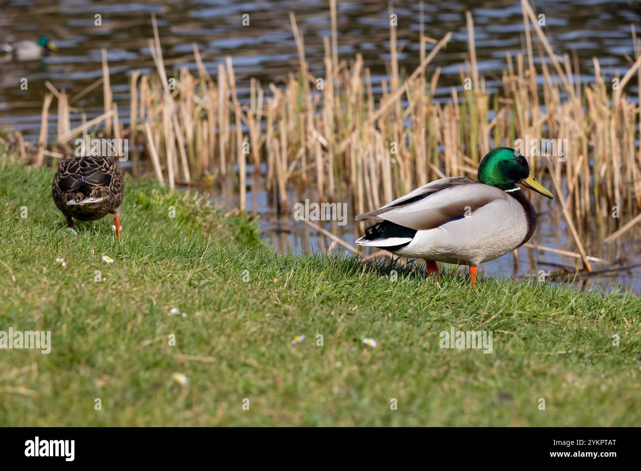 Wilde Enten am Ufer des Sees in der Sommersaison entspannen sich mehrere wilde Entenvögel am Ufer Stockfoto