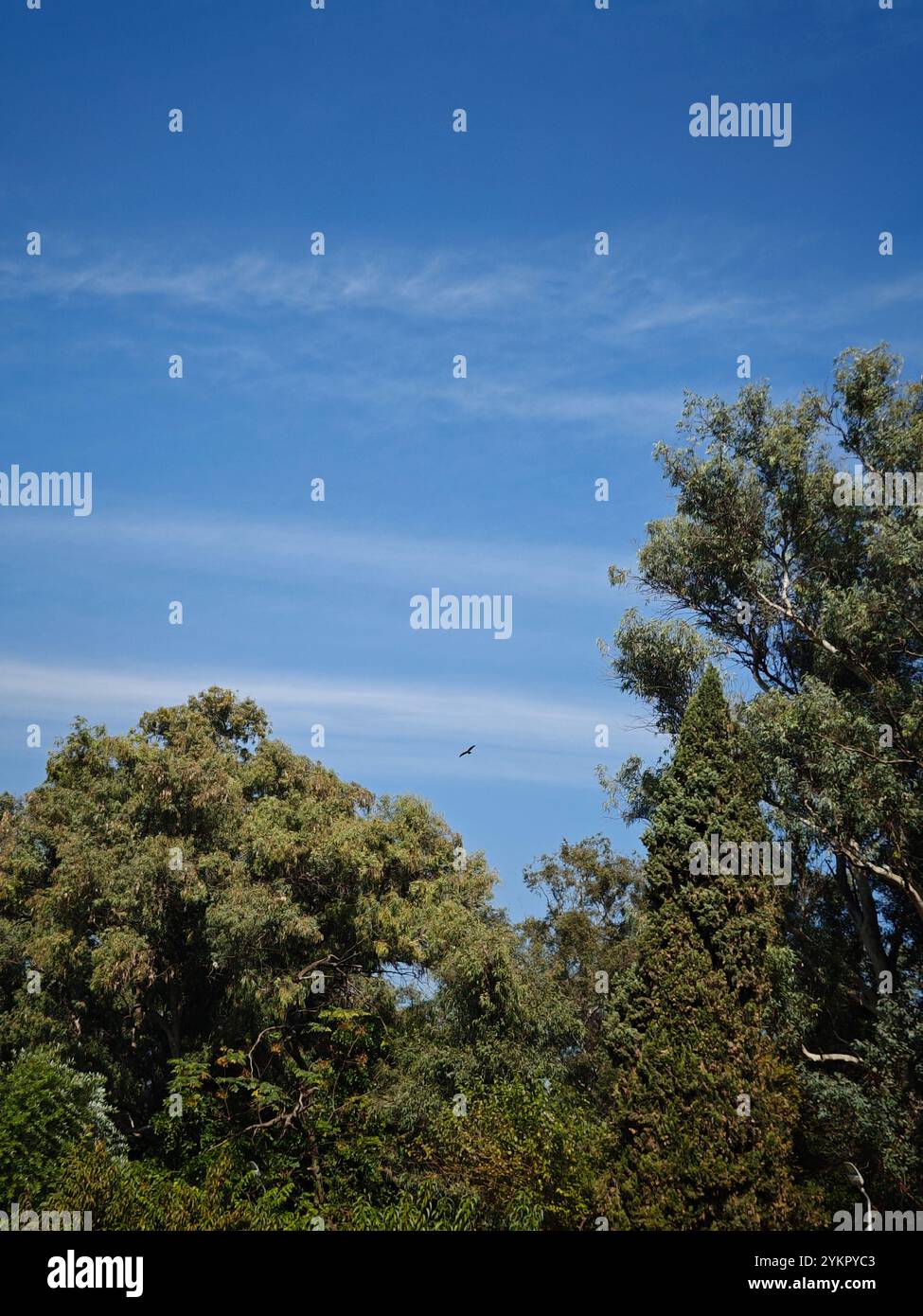 Wunderschöne Bäume in der Sonne - Smartphone-aufgenommenes Stockfoto