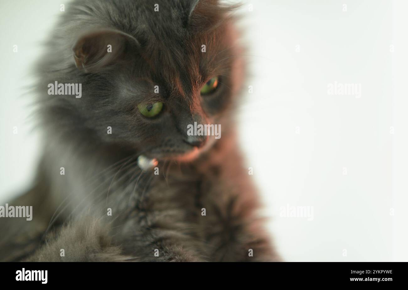 Nahaufnahme einer flauschigen grauen Langhaarkatze mit durchdringenden grünen Augen Stockfoto