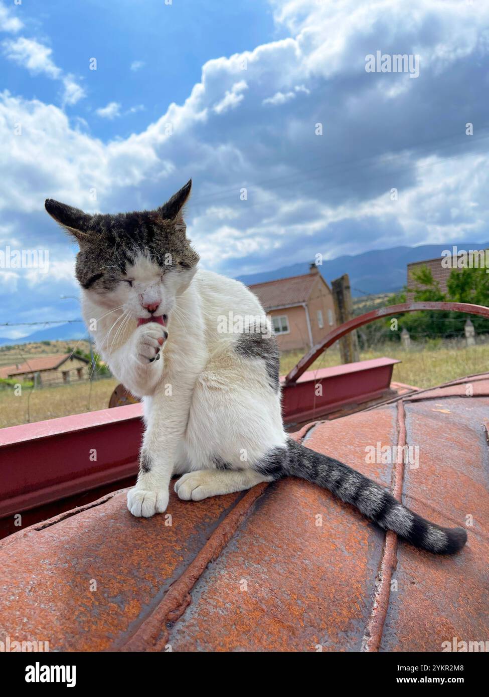 Tabby und die weiße Katze lecken sich selbst. Stockfoto