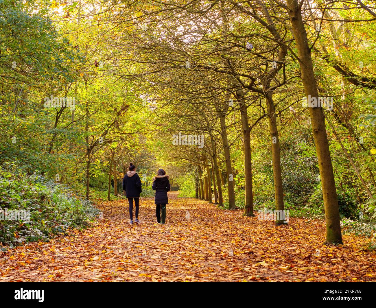 Zwei Frauen gehen auf einem von Bäumen gesäumten Pfad im Holland Park zwischen den gefallenen Blättern des Herbstes, London, Großbritannien Stockfoto