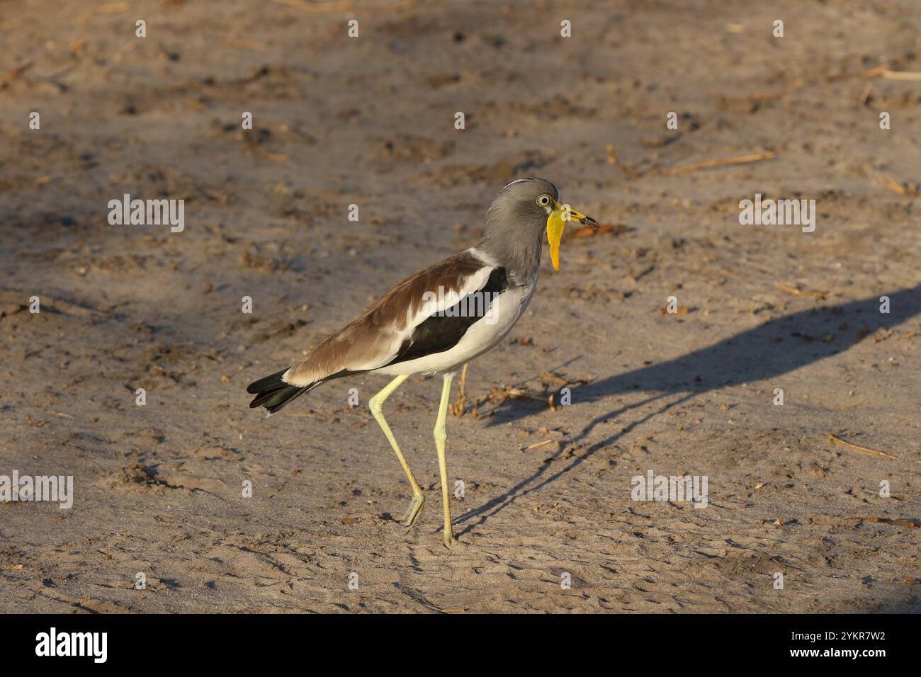 Weißkrone Lapwing oder Weißkopf-Plover - Vanellus albiceps Stockfoto