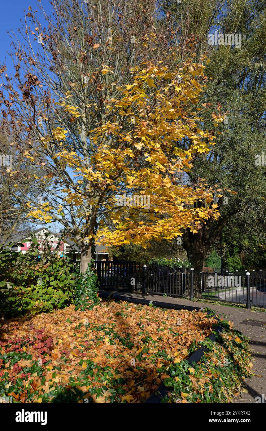 Goldene Herbstblätter auf einem Baum mit vielen gefallenen Blättern auf dem Boden, Staines, England Stockfoto