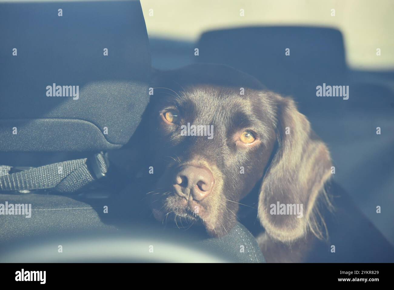 der beste Freund eines Springadors im Auto Stockfoto