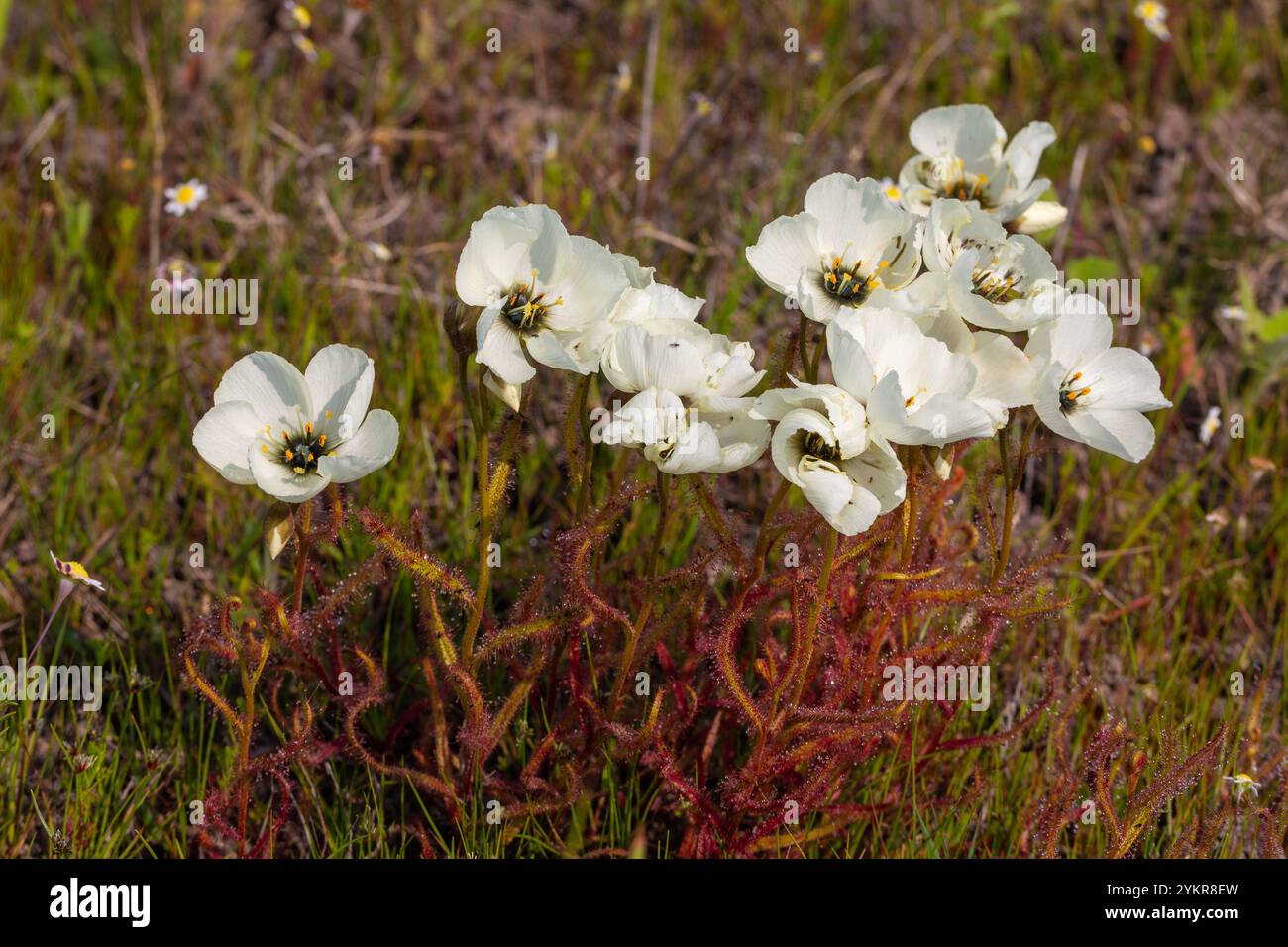 Weiß blühende Drosera cistiflora in Blume, aufgenommen in der Nähe von Darling im Westkap von Südafrika Stockfoto