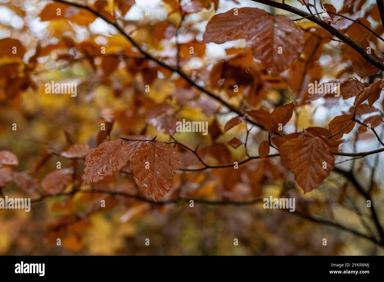 Herbstblätter mit Regentropfen 18.11.24, Selters: Symbolfoto, Illustrationsbild, Symbolbild, Illustrationsfoto, Alltagsszene Herbstblätter mit Regentropfen eine Nahaufnahme von braunen, herbstlichen Blättern, die mit Regentropfen bedeckt sind. Der unscharfe Hintergrund zeigt warme Herbstfarben und vermittelt eine ruhige, feuchte Waldatmosphäre. Selters Hessen Deutschland *** Herbstlaub mit Tropfen 18 11 24, Selters Symbolfoto, Illustrationsfoto, Symbolfoto, Illustrationsfoto, Alltagsszene Herbstlaub mit Regentropfen Eine Nahaufnahme von braunen, herbstlichen Blättern bedeckt mit Regentropfen die b Stockfoto