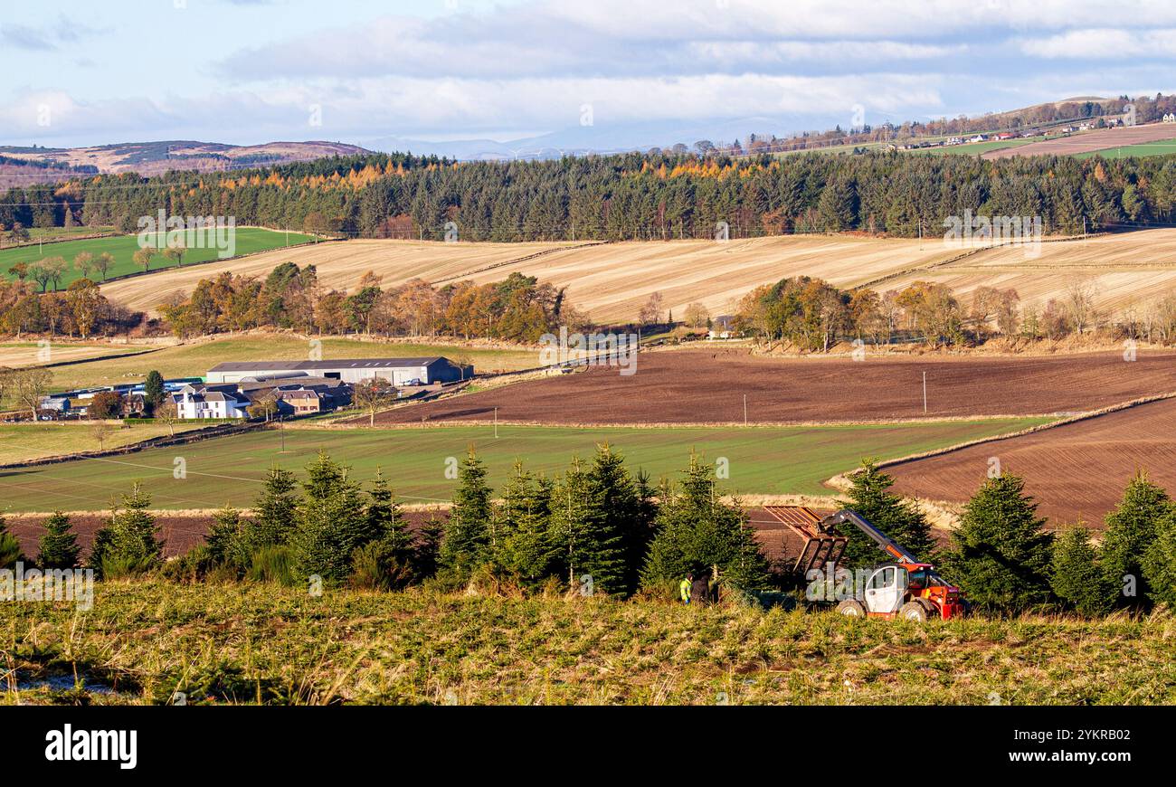 Dundee, Tayside, Schottland, Großbritannien. November 2024. Wetter in Großbritannien: Die kalte und helle Novembersonne zusammen mit etwas Bodenfrost schafft eine herrliche Spätherbstlandschaft im Dundee Strathmore Valley und Sidlaw Hills in Schottland. Quelle: Dundee Photographics/Alamy Live News Stockfoto