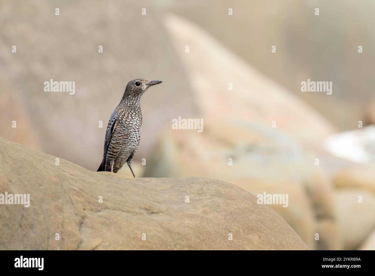 Blauer Rock Thrush Weibchen auf einem Felsen Stockfoto
