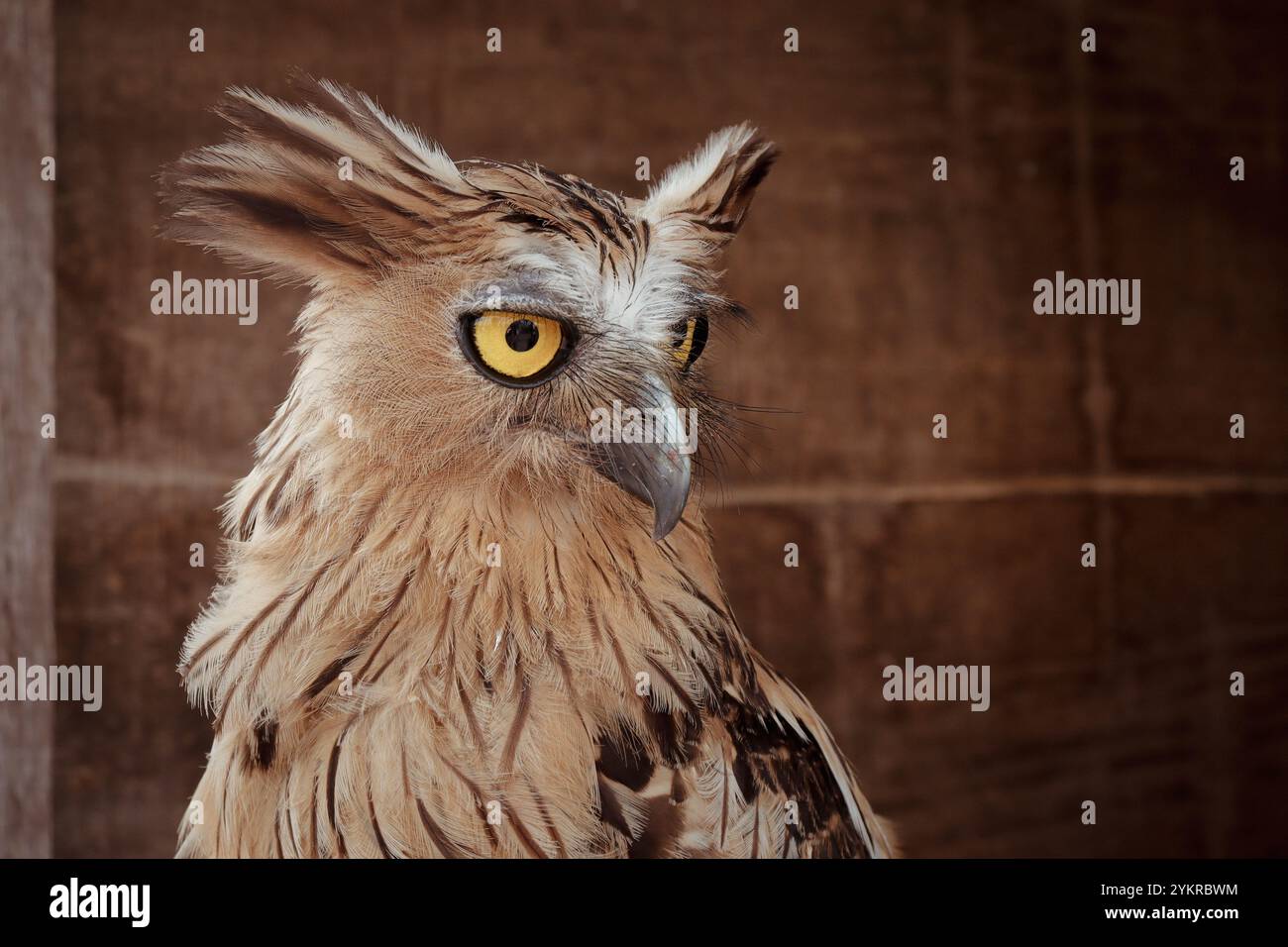 Buffy Fish Owl sitzt auf seinem Nest Stockfoto