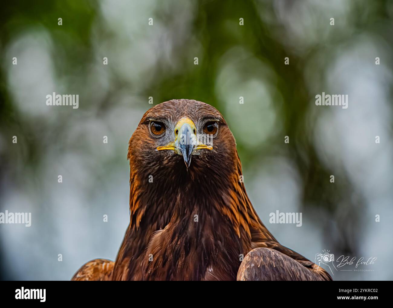 Männlicher Goldadler, der gemein und intensiv aussieht Stockfoto