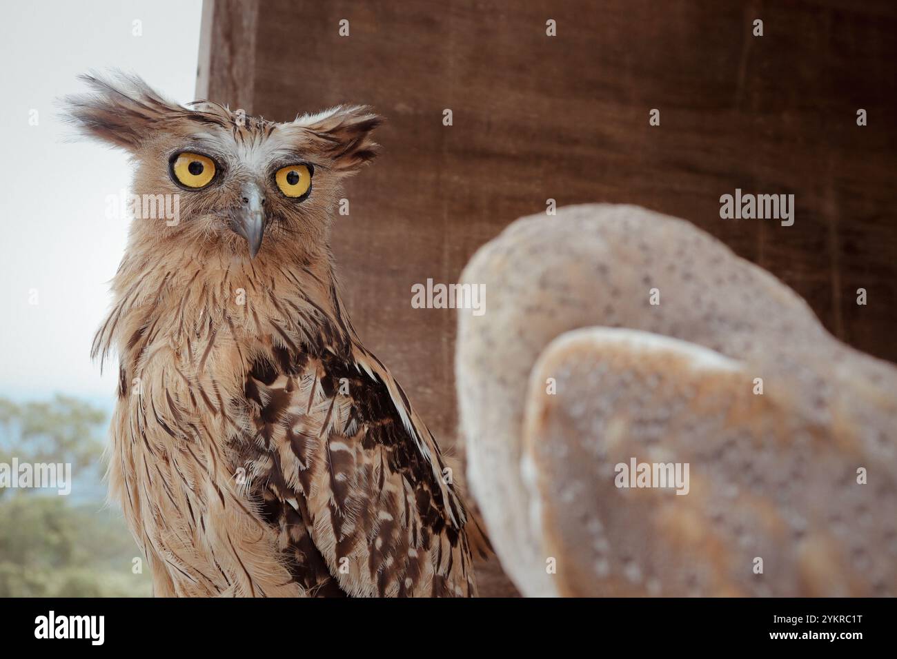 Buffy Fish Owl sitzt auf seinem Nest Stockfoto