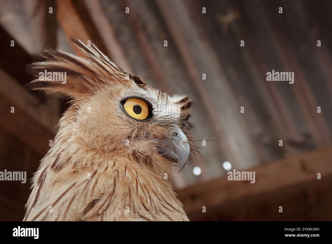 Buffy Fish Owl sitzt auf seinem Nest Stockfoto