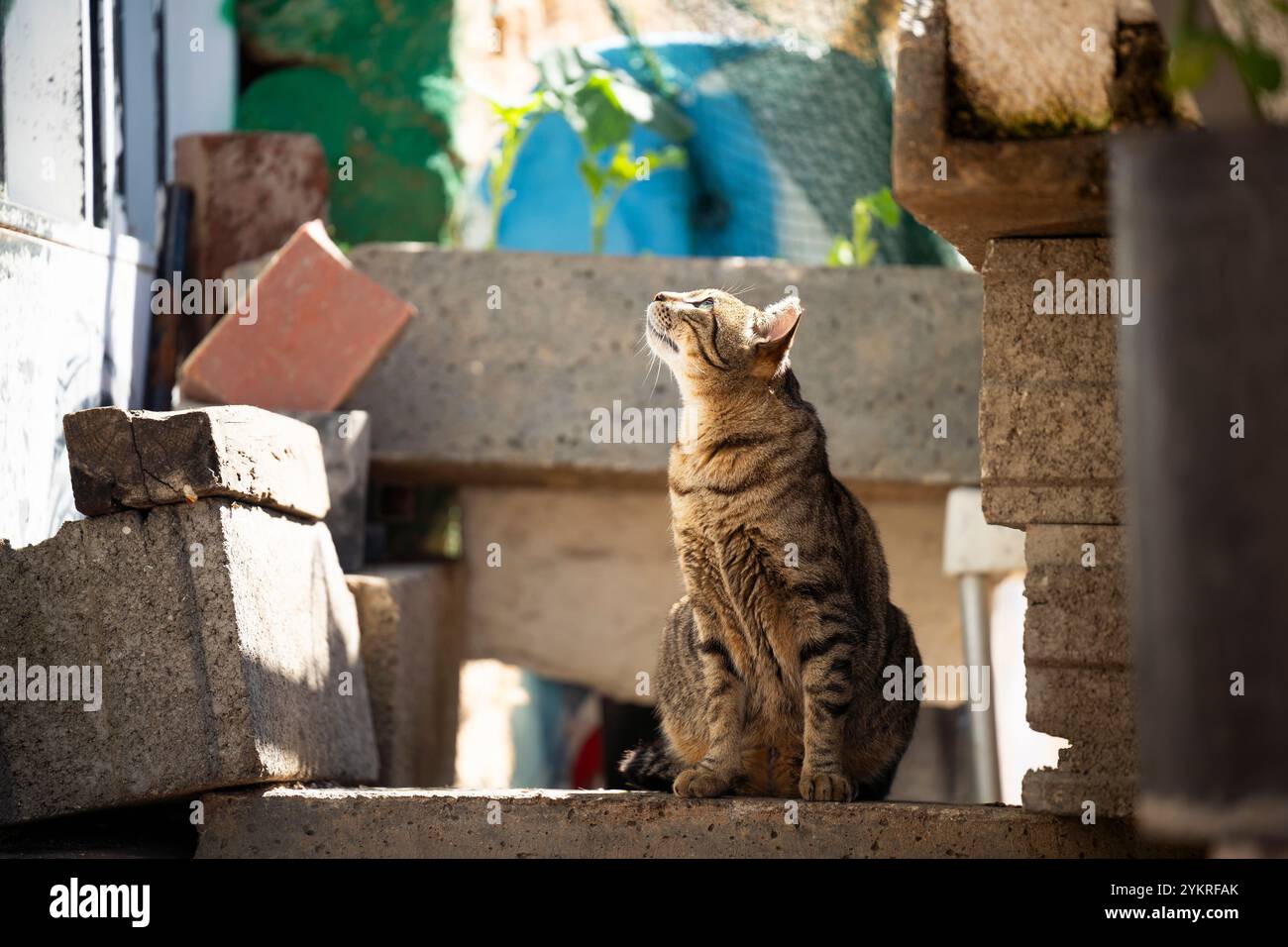 Niedliche Katze, die draußen im Sonnenlicht in Faro City, Portugal, sitzt Stockfoto