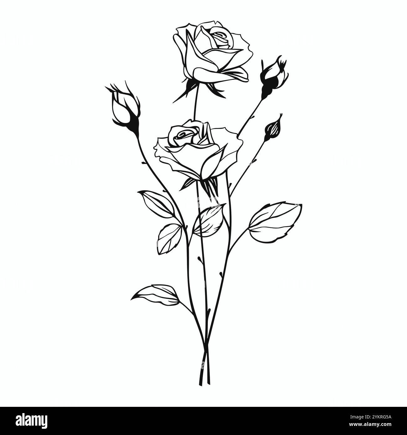 Umrissene Rosenblume mit Stiel und Blättern auf weißem Hintergrund. Blühende Knospen, Dornen. Schwarze dünne Strichgrafik. Vintage-Vektorsymbol, Aufdruck, Logo Stock Vektor