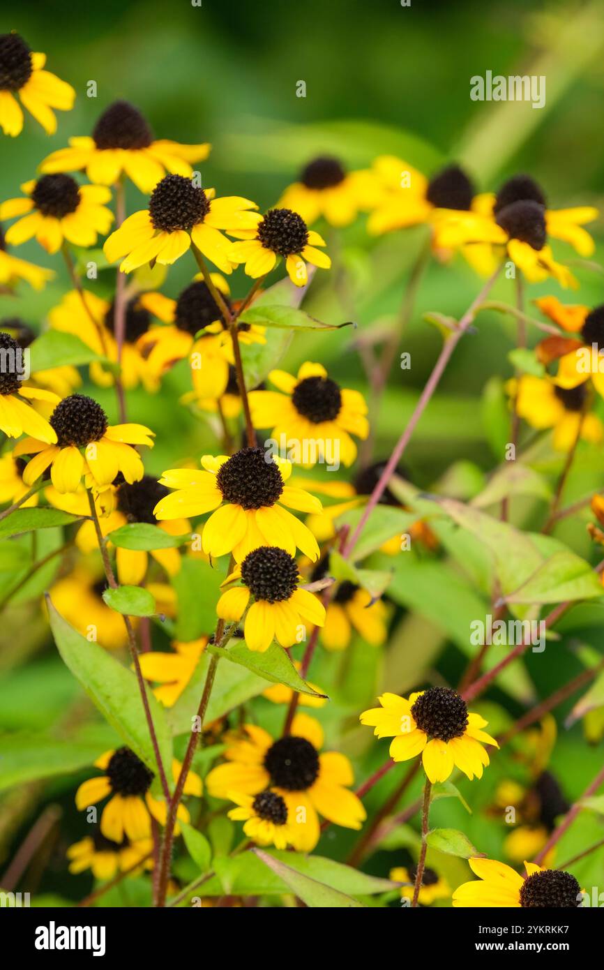 Rudbeckia triloba Blackjack Gold, braunäugige susan, dünnblättrige Coneflower, dreiblättrige Coneflower, gelbe Gänseblümchen-ähnliche Blüten, dunkle „Augen“ Stockfoto