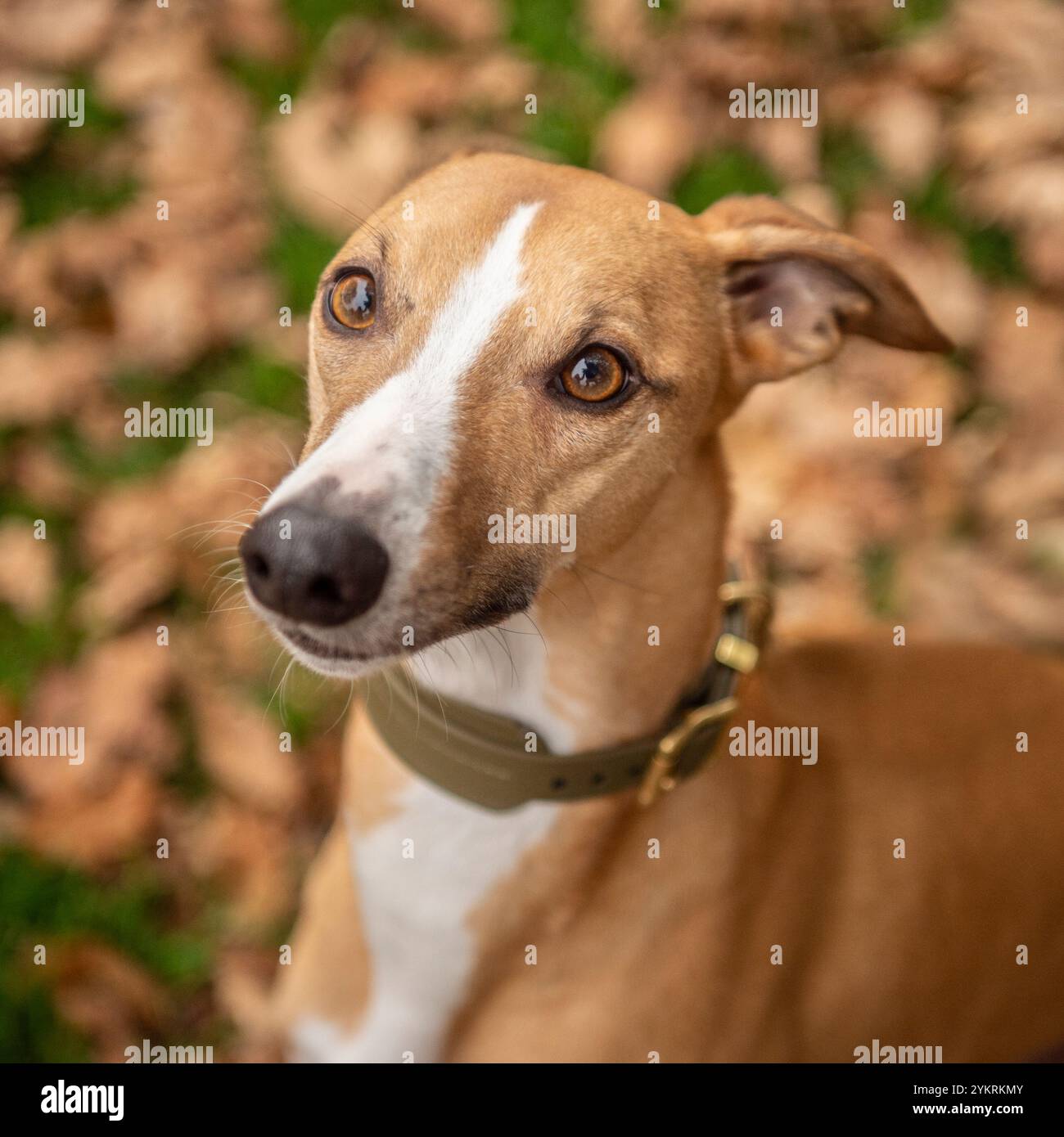 whippet-Hundekopf-Studie Stockfoto