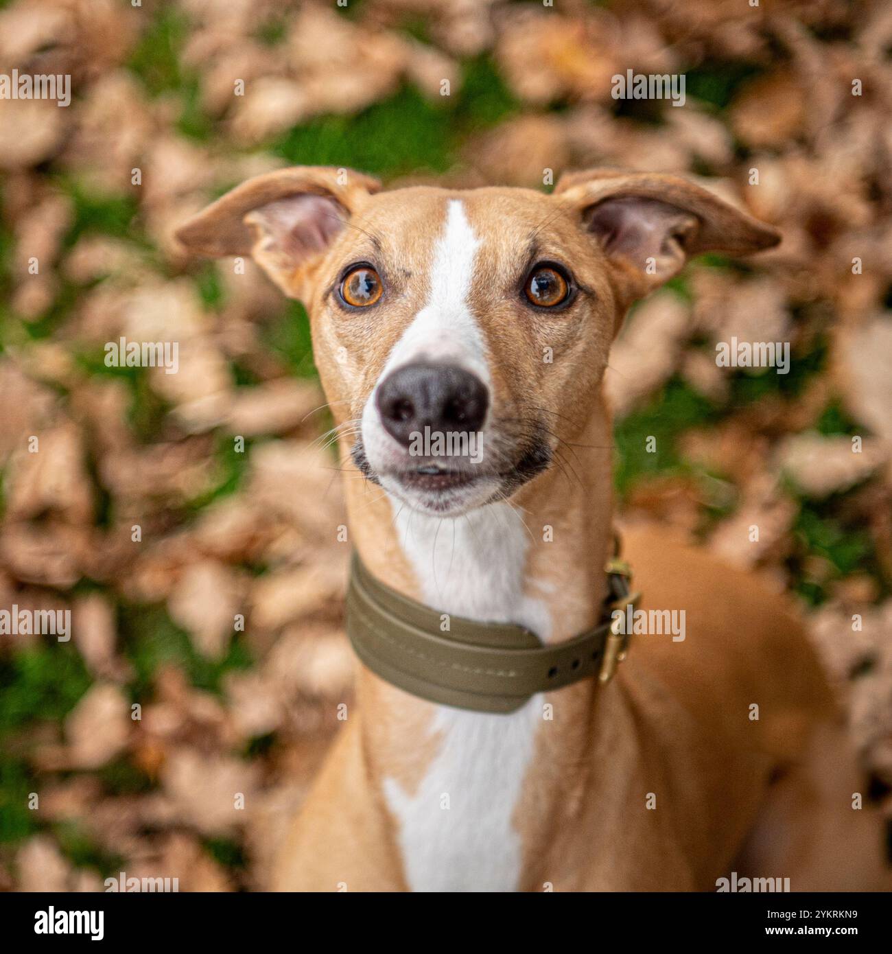 whippet-Hundekopf-Studie Stockfoto