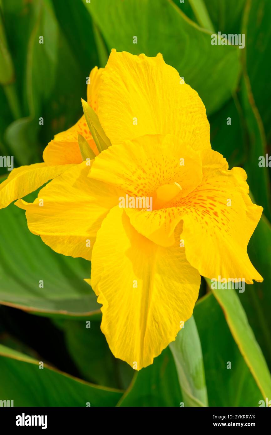 Canna Lily Blume in Nordafrika. Stockfoto
