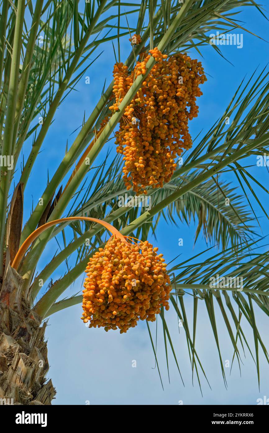 Datierung Palmwede der Gattung Phoenix Dactylifera in der Palmenfamilie Arecaceae. Wird oft wegen ihrer süßen essbaren Datteln angebaut. Stockfoto