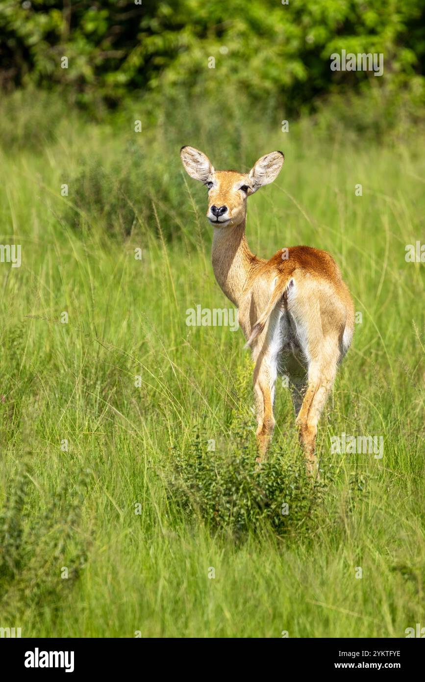 Eine junge ugandische kob-Antilope, Kobus kob thomasi, im Queen Elizabeth National Park, Uganda. Weibliche Kobs sind gesellig und leben in kleinen Herden Stockfoto