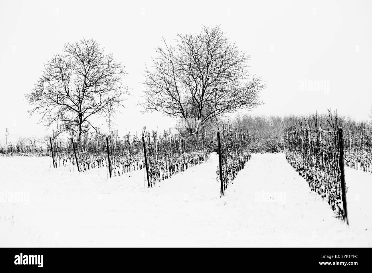 ÖSTERREICH / Lutzmannsburg / 15.12.2018 / © Alexander Magedler Stockfoto