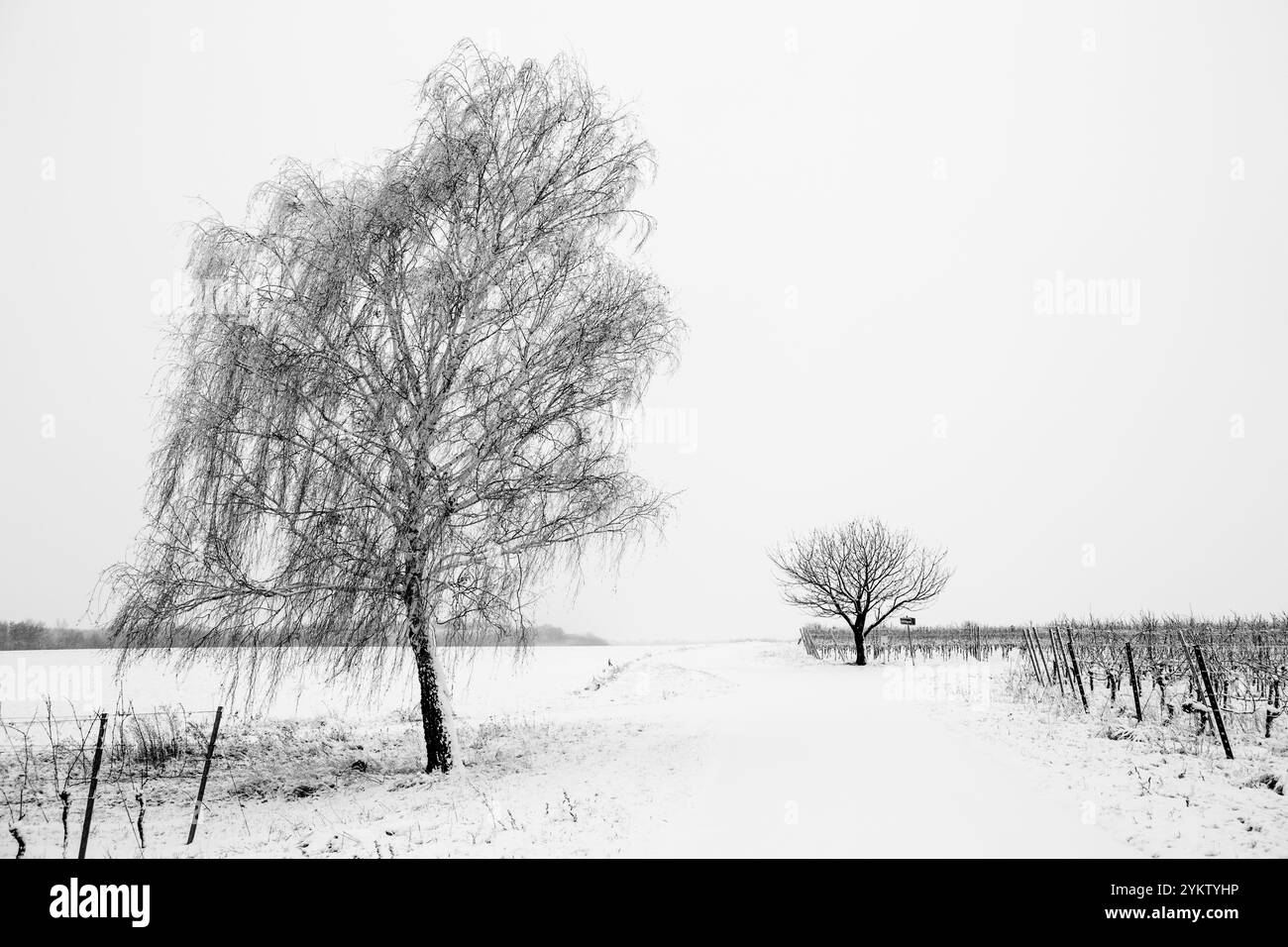 ÖSTERREICH / Lutzmannsburg / 15.12.2018 / © Alexander Magedler Stockfoto
