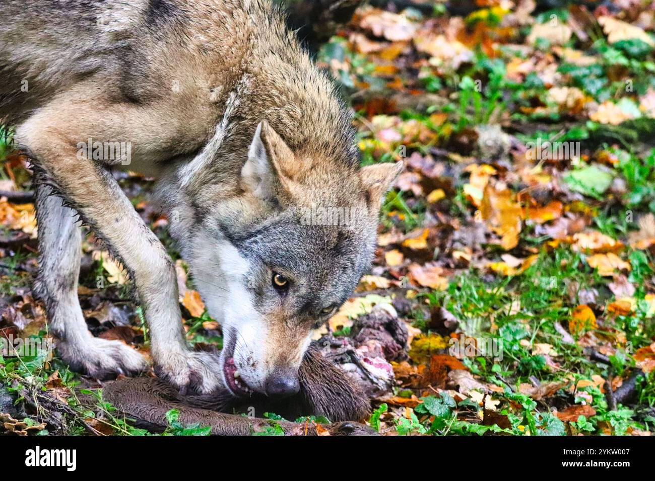 Europäischer Wolf in einer natürlichen Umgebung - Porträt eines einzelnen Tieres mit frisch getöteter Beute Stockfoto