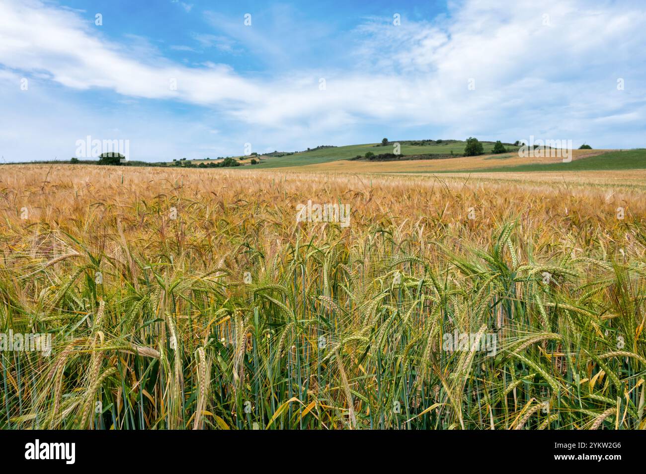 Ein Weizenfeld, das im ländlichen Norden Spaniens angebaut wird Stockfoto