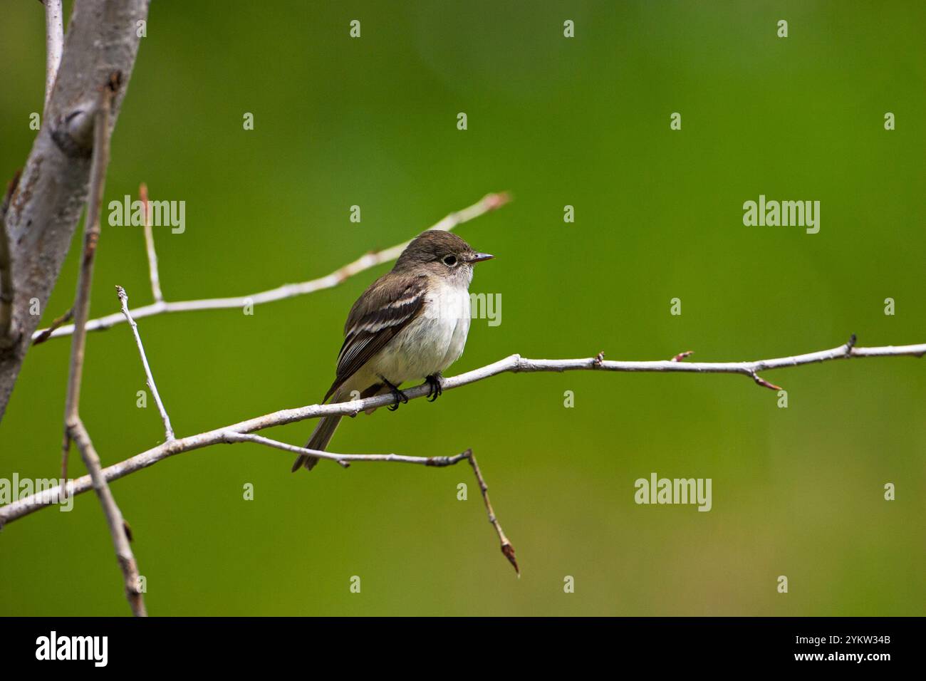 Western Holz - Contopus sordidulus pewee thront im Baum Pompeius Säule National Monument Montana USA Juni 2015 Stockfoto