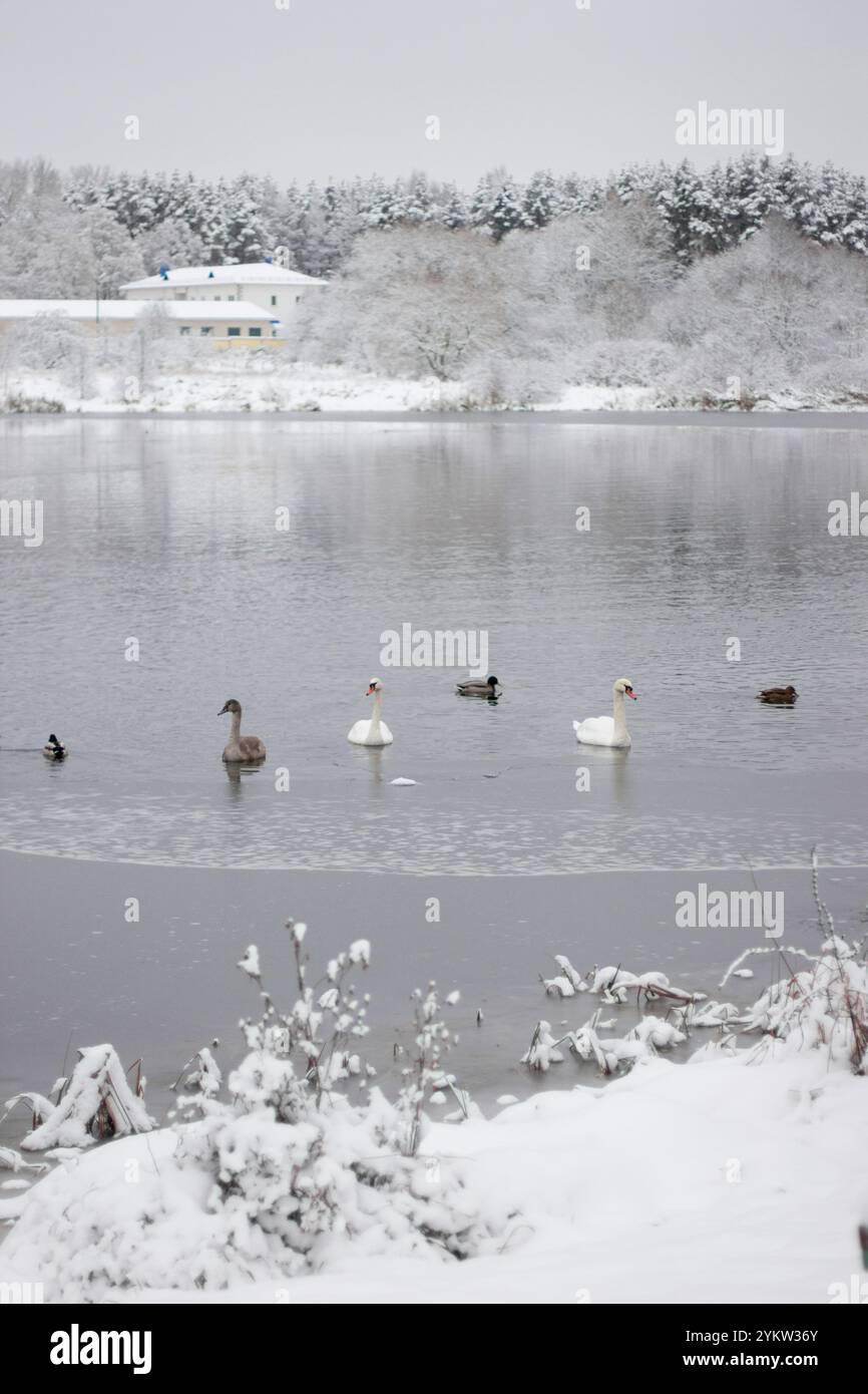Dieses Winterfoto am Tag fängt die Ruhe eines teilweise gefrorenen Sees ein, in dem Schwäne und Enten anmutig über das eisige Wasser ziehen. Der bac Stockfoto