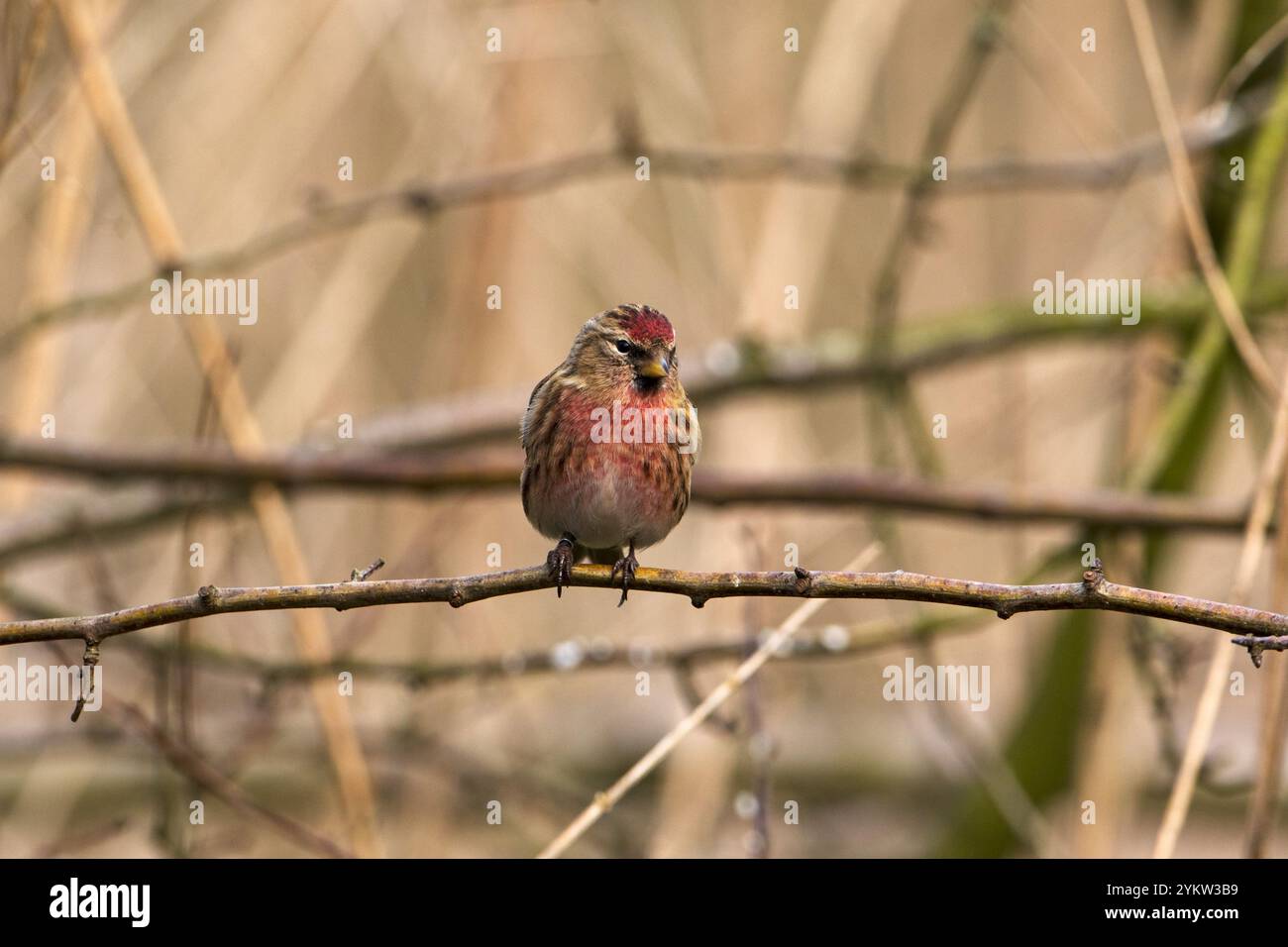 Weniger redpoll Acanthis Kabarett beringt männlichen auf kleinen Zweig neben Ivy See Blashford Seen Naturschutzgebiet Hampshire und Isle of Wight Wildnis gehockt Stockfoto