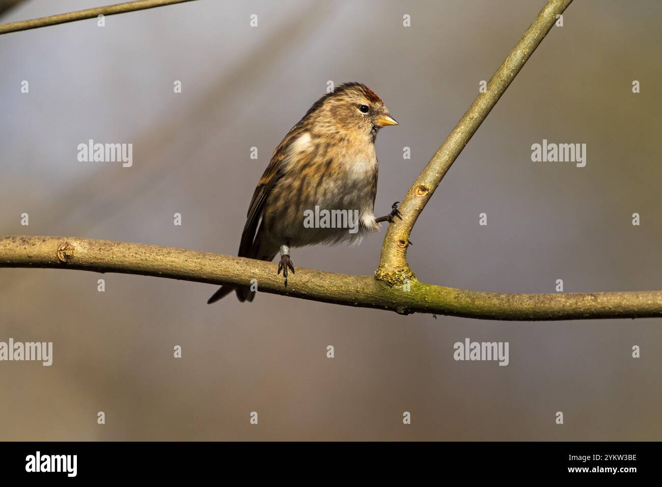 Weniger redpoll Acanthis Kabarett beringte Weibchen in Esche in der Nähe von Ivy See Blashford Seen Naturschutzgebiet Hampshire und Isle of Wight Wildlife Tr gehockt Stockfoto
